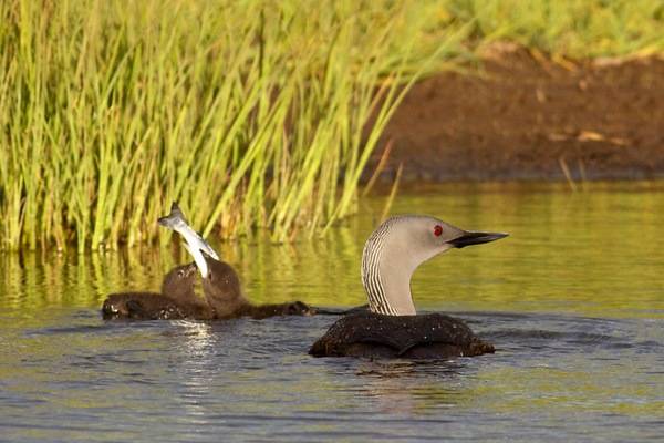 Red-Throated Loon juvenile eating fish.jpg by Henrik Thorburn is licensed under CC BY 3.0.